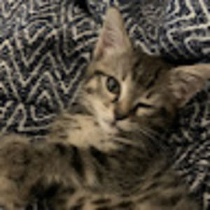 Meet your Posher, Jupiter